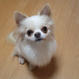 男の子☆未去勢☆人懐っこい甘えん坊