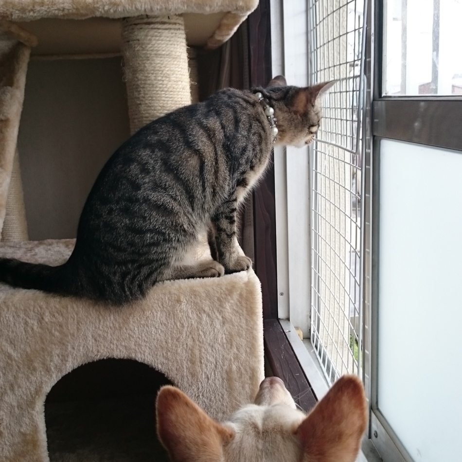 わさびのカバー写真