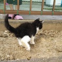 推定2.3か月子猫