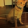 の写真