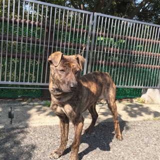 ナオちゃん♪1歳素敵な里親様に貰っていただけました