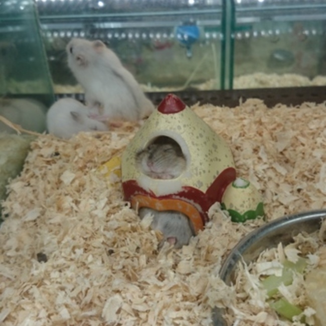 アツキのカバー写真