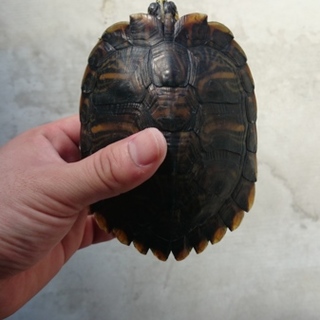 たくましく育った男の子(ノ´∀｀*)