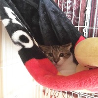 おかゆ