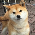 【応募多数により募集一時停止】柴犬の女の子です！
