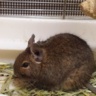 デグーマウス　３匹