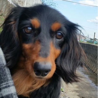 人が大好きでお利口なモッペルちゃん