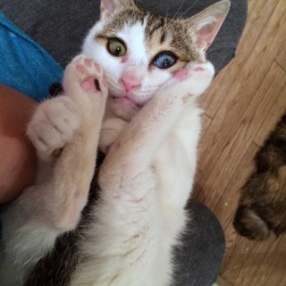 小柄だけど元気いっぱいオッドアイの女の子　