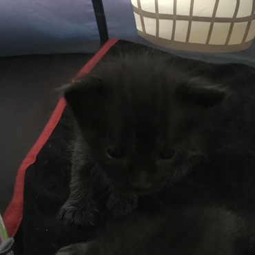 クロに黒バックは雲隠れの術(脚に白毛が目立つからペ子)