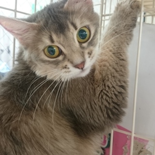 ソマリ☆マリアン☆女の子３歳・ハンデあり