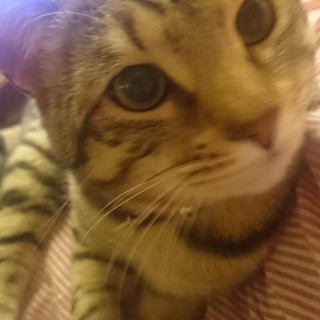 【緊急募集】おっとりベンガルくん