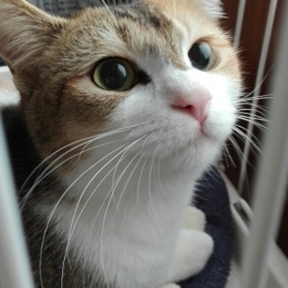 チャーミー　　とてもよく人なれしています