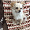 優しくておとなしいチワワちゃん、家族募集中です！ サムネイル2
