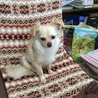 優しくておとなしいチワワちゃん、家族募集中です！ サムネイル3