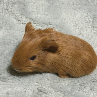 茶色のモルモットです