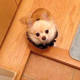 家族になってくれる方を探しています！