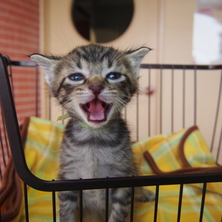 生後1ヵ月　キジトラ　オス　里親募集中