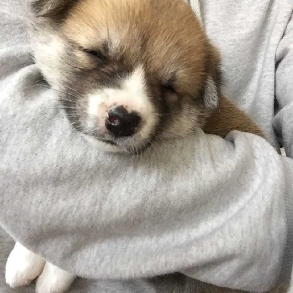 大豆のカバー写真