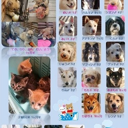 ティアハイムオープンシェルター里親会 サムネイル1