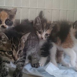 ティアハイムオープンシェルター里親会 サムネイル3