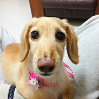 小柄なおばあちゃんミニチュアダックスの里親募集