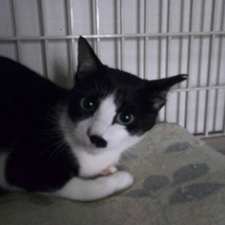 はっちゃん　とても馴れています