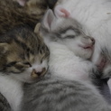 生後２週間程　子猫里親募集