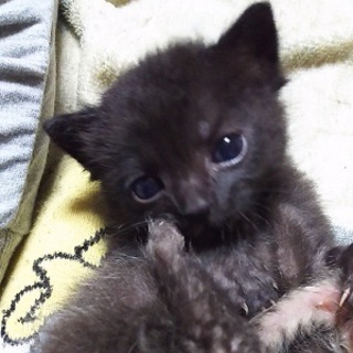 ジジ　元気な男の子です