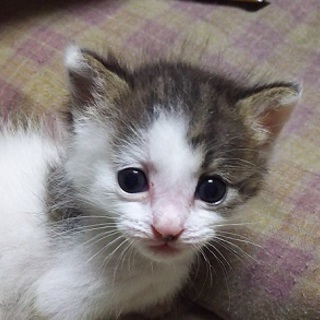 さくら　とても活発で元気です