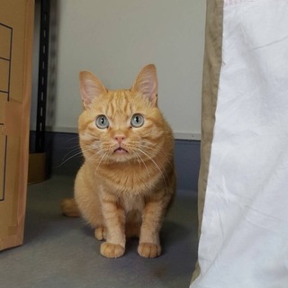 懐っこすぎる茶トラの男の子「ちゃお」推定7歳