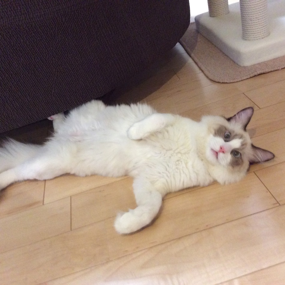 ルイのカバー写真