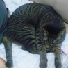高齢の猫ですがお引き取りいただける方募集します サムネイル3