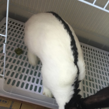 7か月。かなり大きくたくましくなってきました。