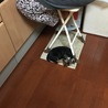 カウンターチェアーの下がお気に入りみたい(^^)