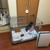 ぬいぐるみとバトル！