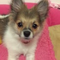 愛犬可愛がってくれる方