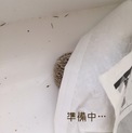 里親さん決定しましたm(_ _)m