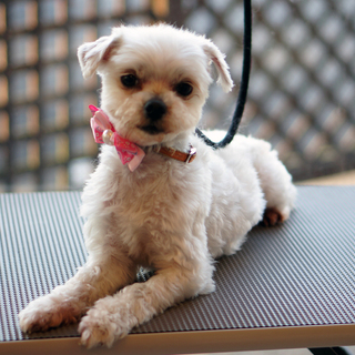 人懐っこくて可愛い7才のマルチーズの女の子です！