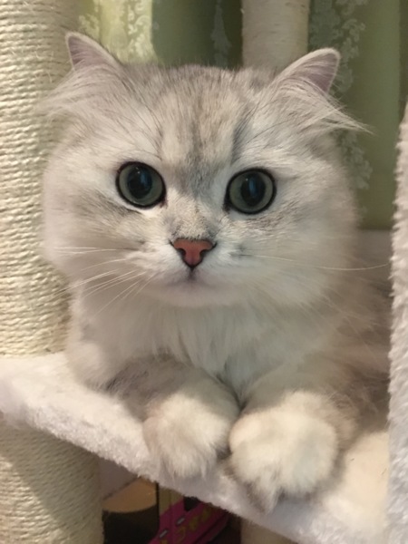 シルバ
