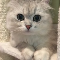 シルバ
