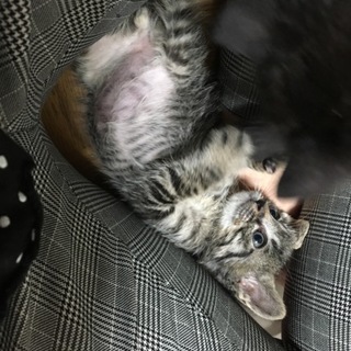 コロコロかわいい男の子