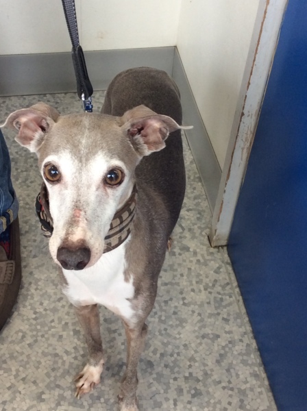 イタグレです 色はグレー 東京都 犬の里親募集 ペットのおうち 月間利用者150万人