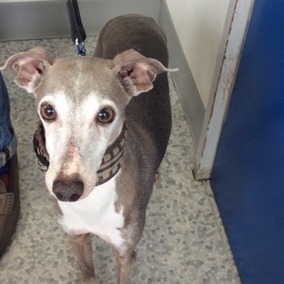 イタグレです。色はグレーです。人懐っこい犬です。