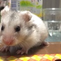 シリアンハムスターの里親様を募集しています