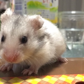 シリアンハムスターの里親様を募集しています
