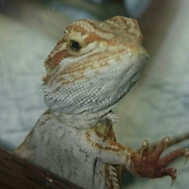 マンキーのカバー写真