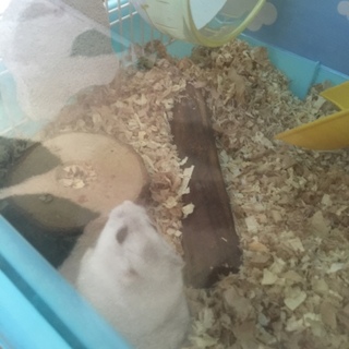 可愛いハムちゃんの里親親を募集します。