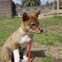 大人しめディエゴくん調布のy様に迎えて頂きました