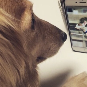 凄いなぁ(o´艸`)ボクも出来るかなぁ