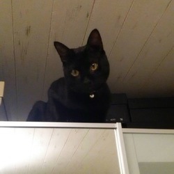 今日のロコモコ